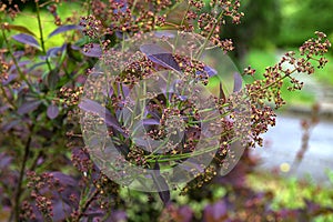 Cotinus coggygria smoketree Royal purple photo